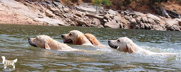 AL AGUA PATOS 2013