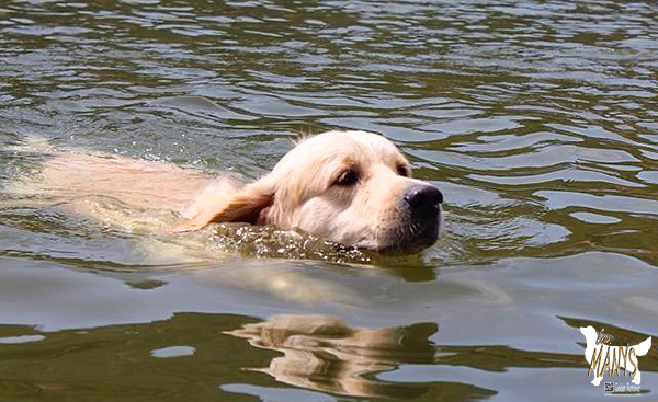 AL AGUA PATOS 2013