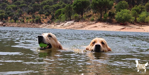 AL AGUA PATOS 2013