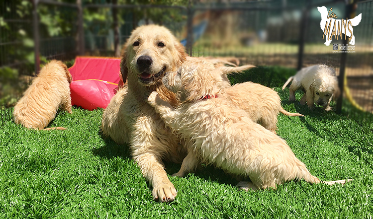 CACHORROS CAN MANYS GOLDEN RETRIEVER