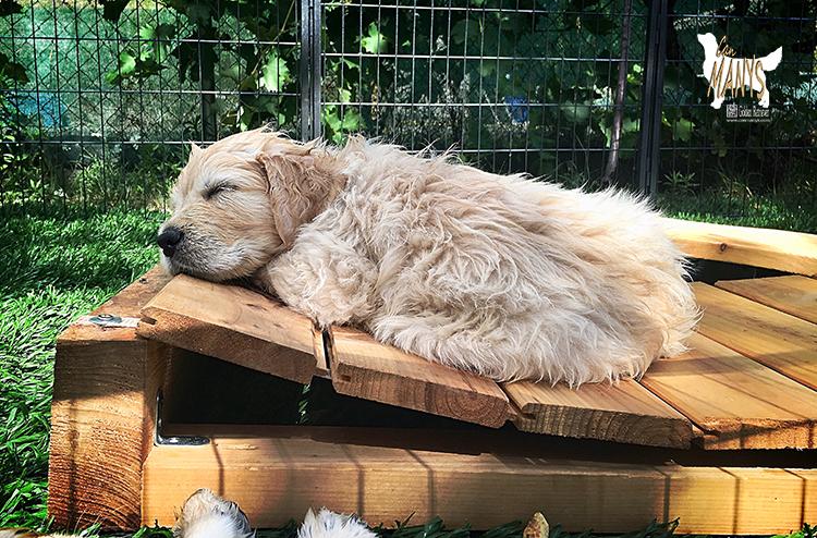 CACHORROS CAN MANYS GOLDEN RETRIEVER
