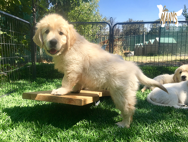 CACHORROS CAN MANYS GOLDEN RETRIEVER
