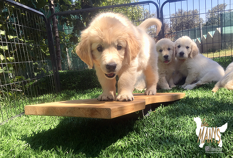 CACHORROS CAN MANYS GOLDEN RETRIEVER