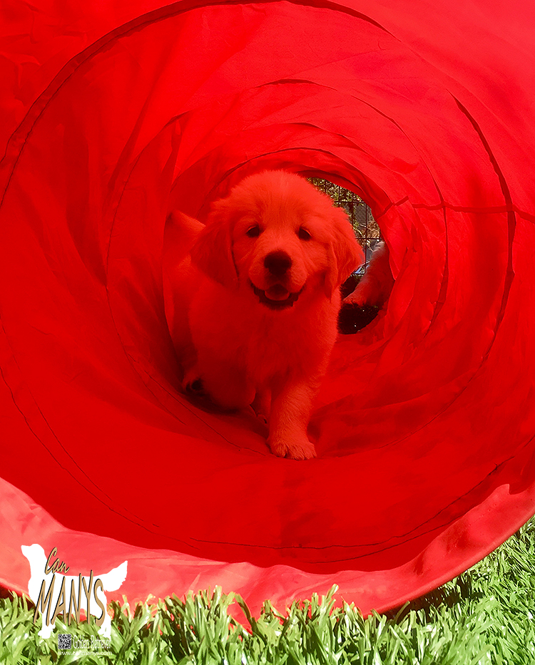 CACHORROS CAN MANYS GOLDEN RETRIEVER