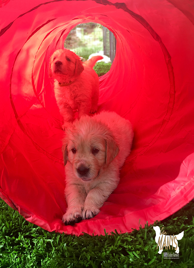 CACHORROS CAN MANYS GOLDEN RETRIEVER