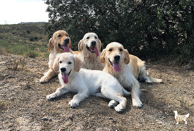 4 GENERACIONES