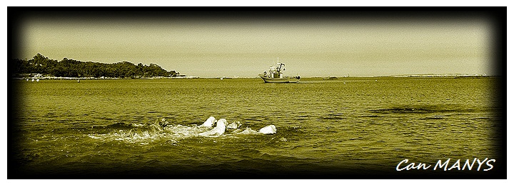 OGROVE 2011