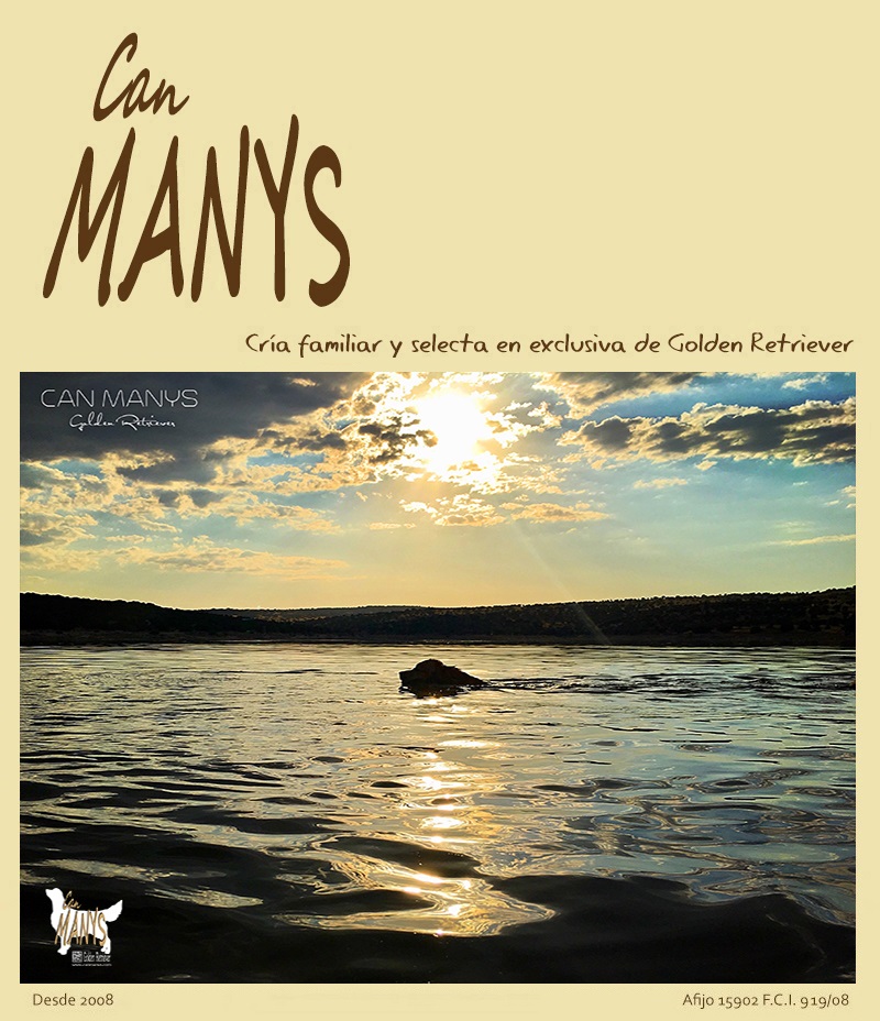 CAN MANYS Golden Retriever