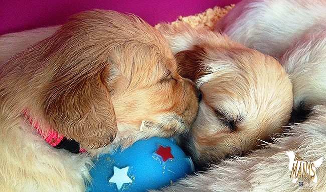 CACHORROS CAN MANYS GOLDEN RETRIEVER