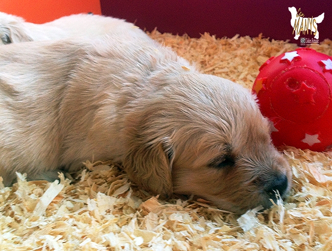 CACHORROS CAN MANYS GOLDEN RETRIEVER