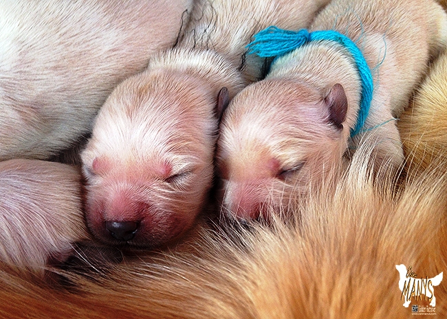 CACHORROS CAN MANYS GOLDEN RETRIEVER