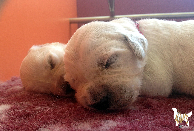CACHORROS CAN MANYS GOLDEN RETRIEVER