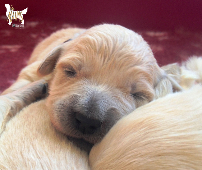 CACHORROS CAN MANYS GOLDEN RETRIEVER