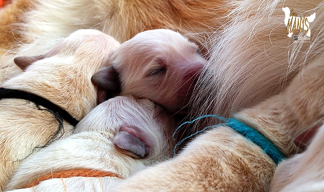 CACHORROS CAN MANYS GOLDEN RETRIEVER