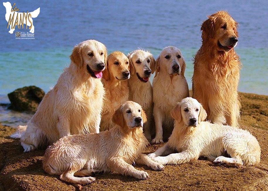 FOTOS DE NUESTROS GOLDEN